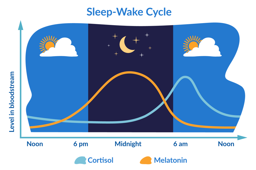 sleep wake cycle